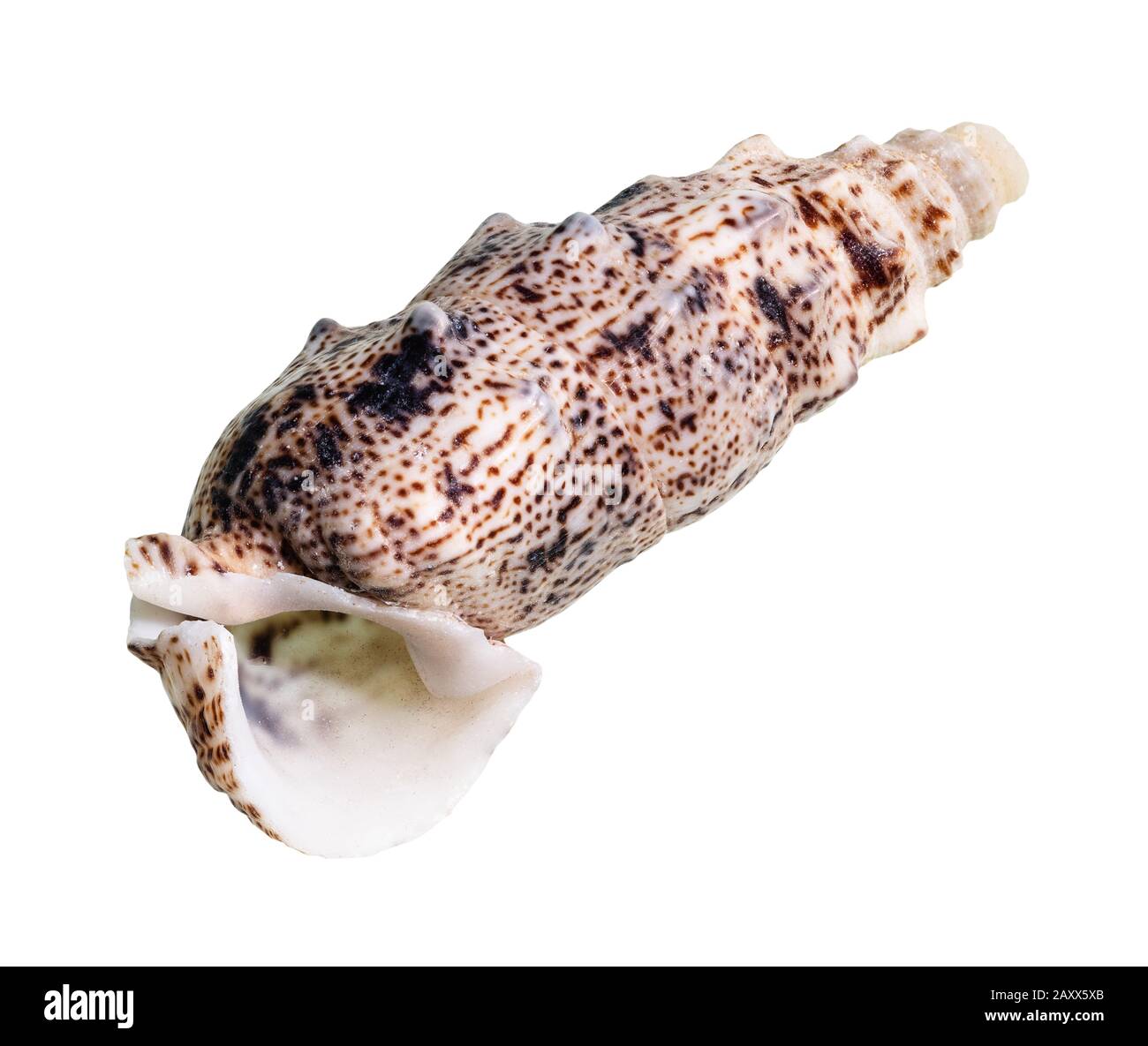 Getrocknete leere Schale aus cerith Mollusk auf weißem Hintergrund Stockfoto
