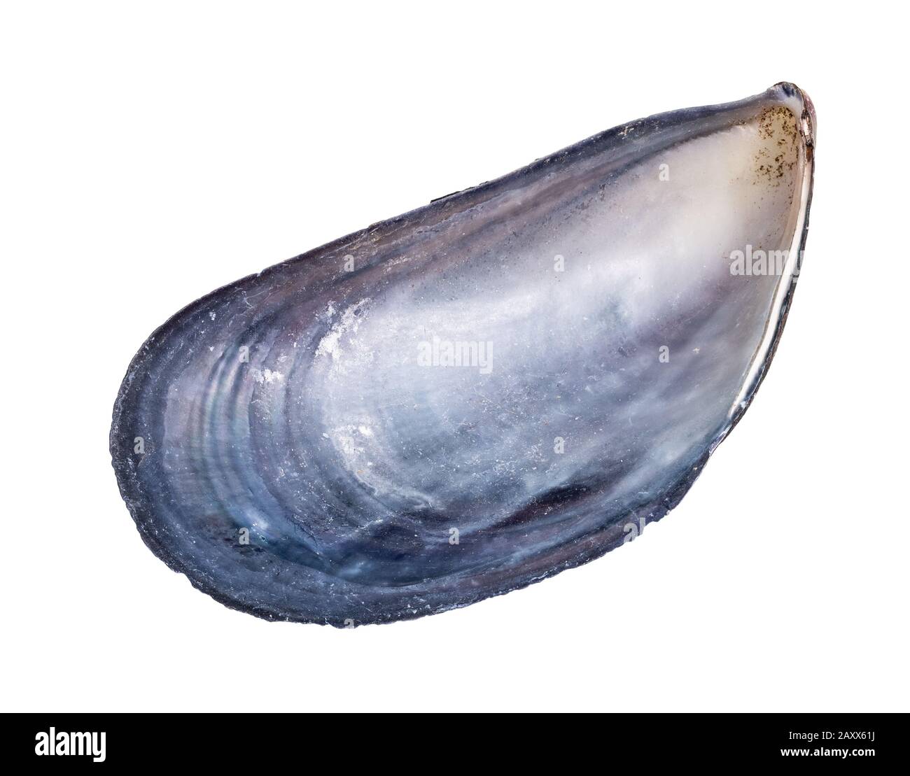 Getrocknete leere Muschel-Muschel auf weißem Grund Stockfoto