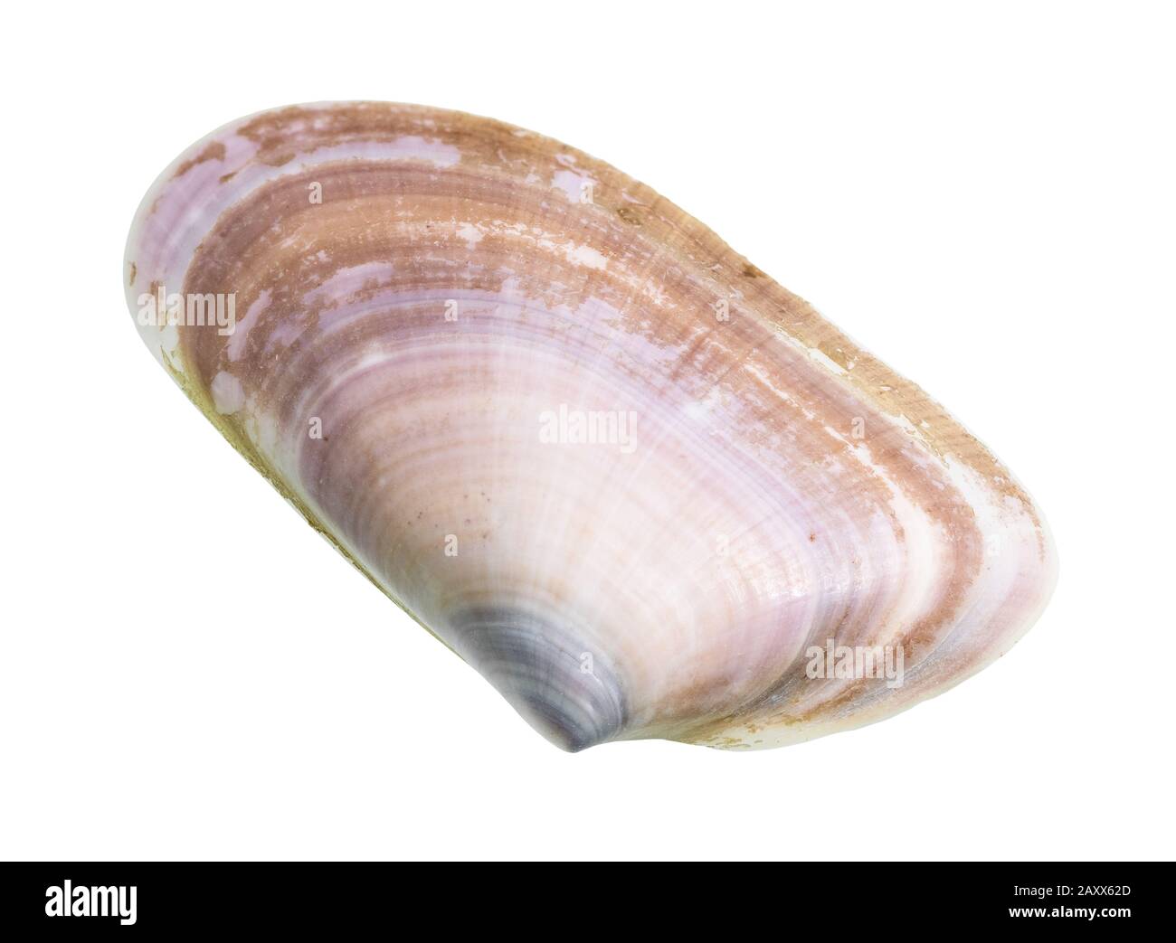 Getrocknete Muschel aus Clam auf weißem Hintergrund Stockfoto