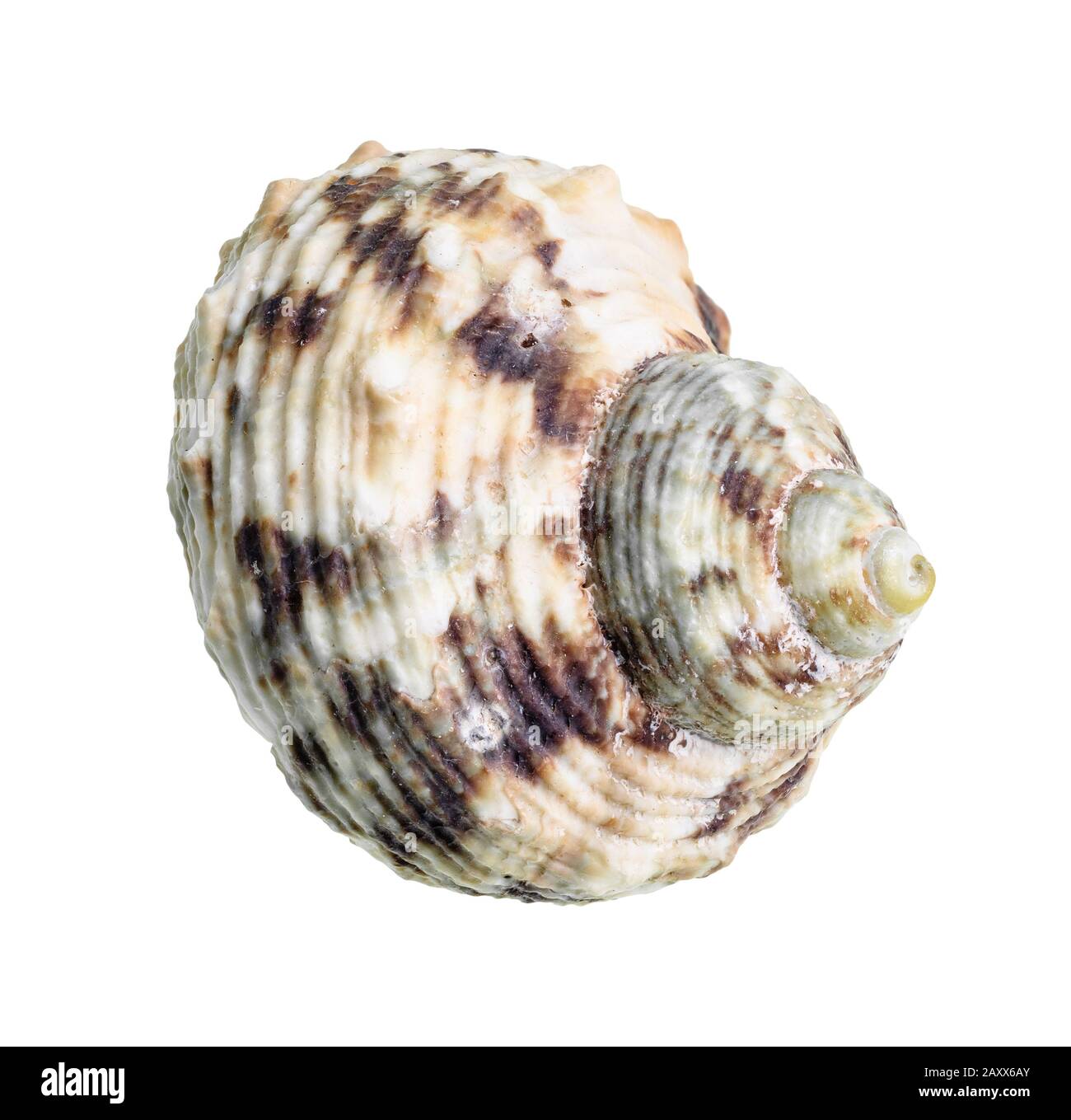 Getrocknetes Seashell aus whelken Weichtieren auf weißem Hintergrund Stockfoto