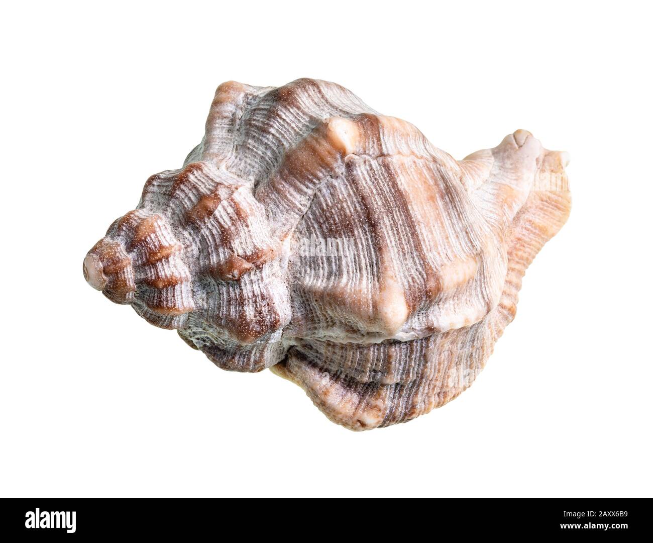 Getrocknete Schale aus Whelkschnecke auf weißem Hintergrund Stockfoto