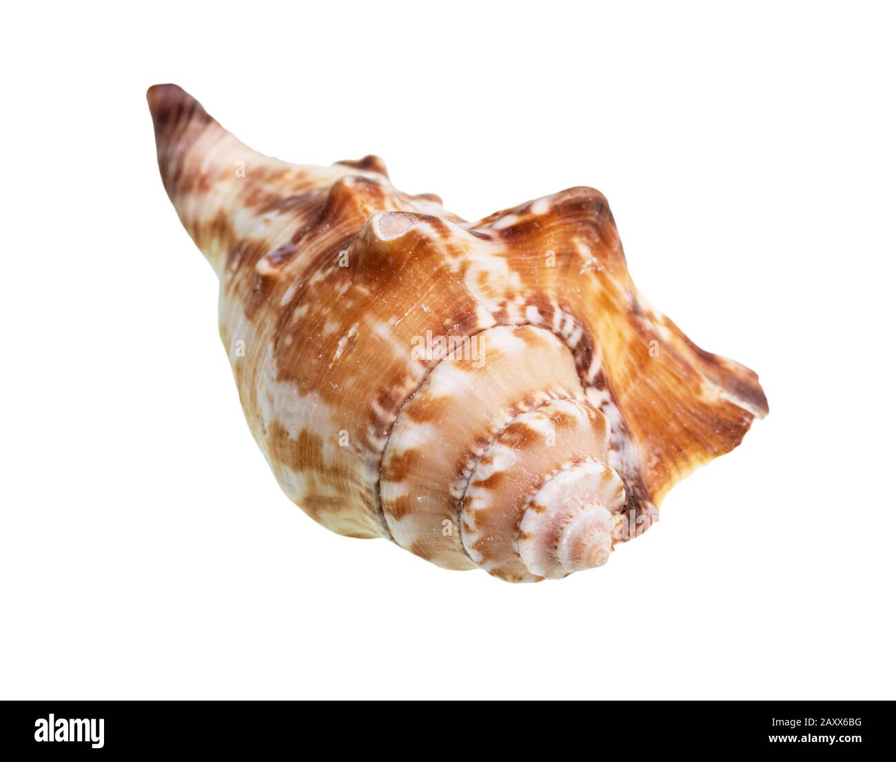 Getrocknete Schale der Welken Seeschnecke auf weißem Hintergrund Stockfoto