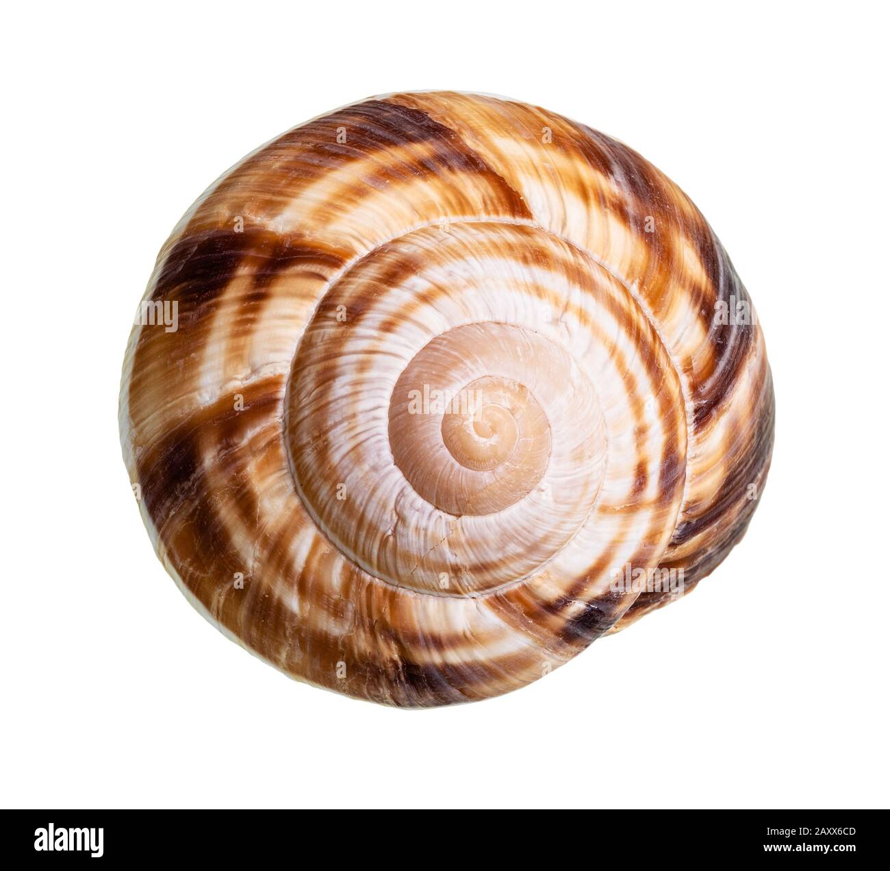 Getrocknete Schale aus weinroten Schnecken auf weißem Grund Stockfoto