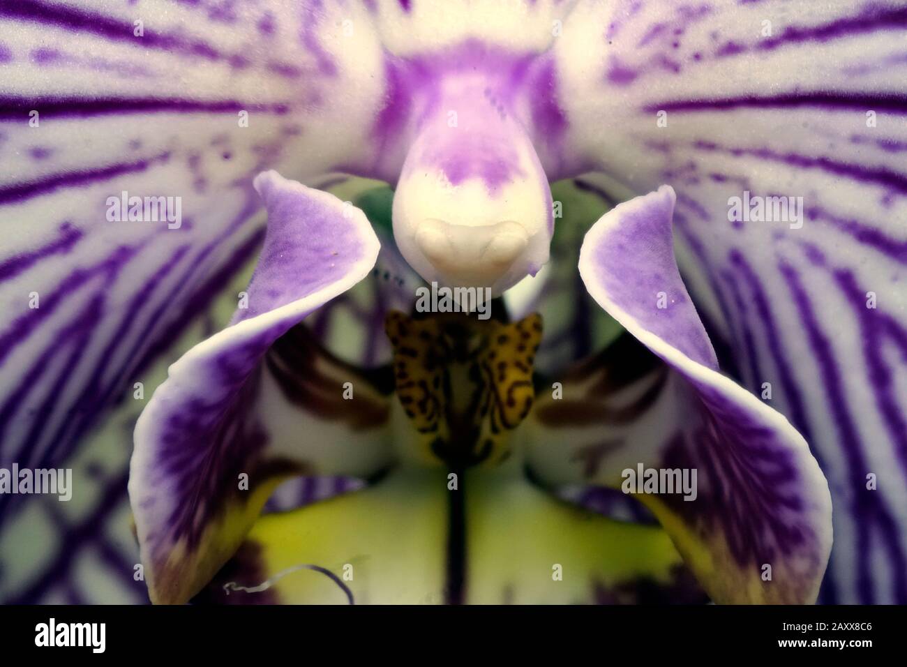 Nahaufnahme der echten blühenden Blume - Orchideen-Phalaenopsis. Stockfoto