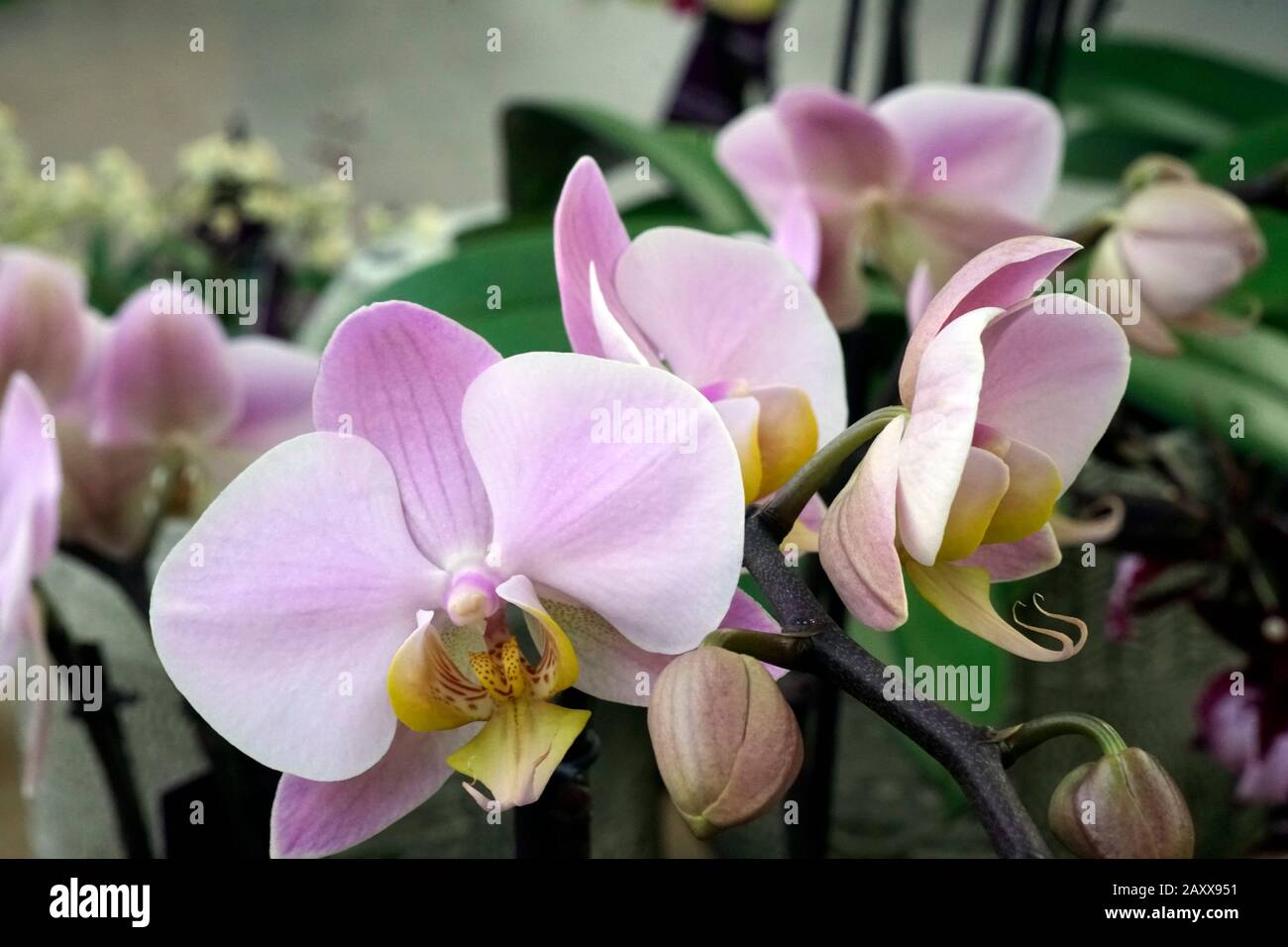 Nahaufnahme der echten blühenden Blume - Orchideen-Phalaenopsis. Stockfoto