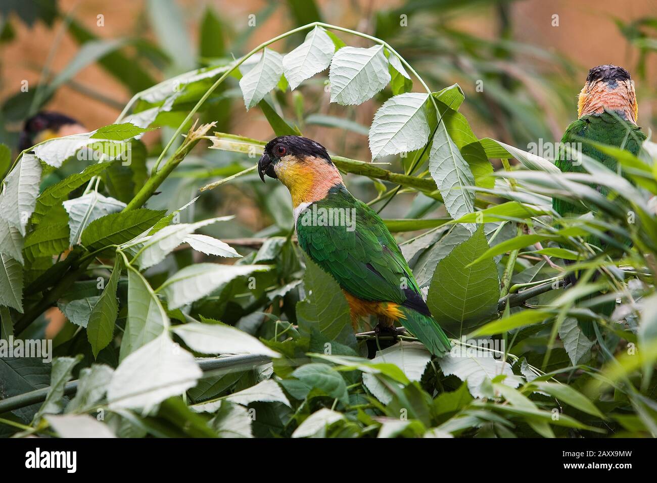 Schwarze Leitung Papagei, Pionites Melanocephala, Erwachsene unter Blättern Stockfoto