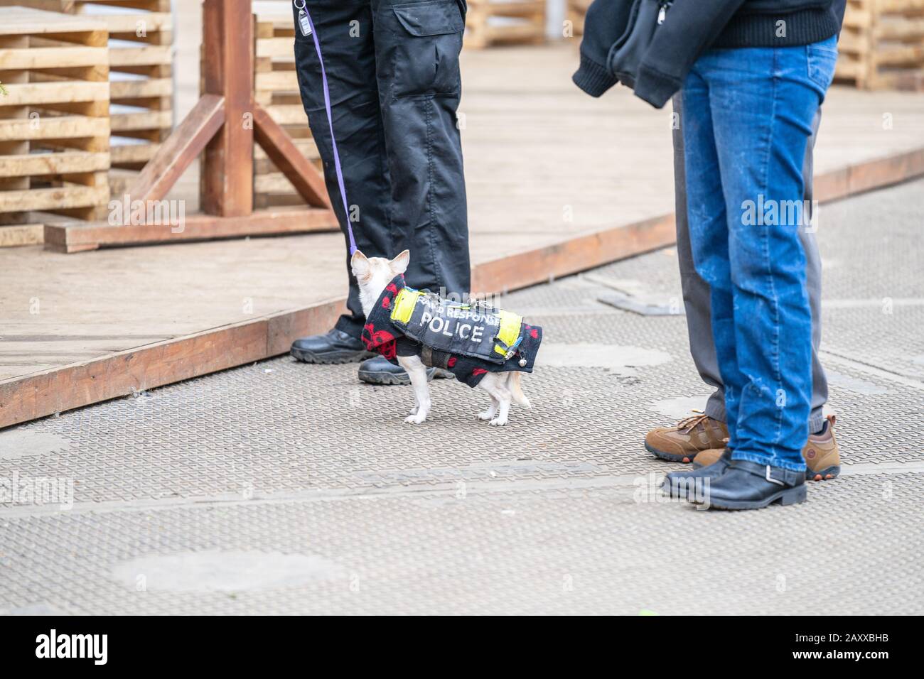 Lustige Kostüme Für Hunde. Beste Dog- und Puppen-Kostüm-Idee. Weicher Fokus Stockfoto
