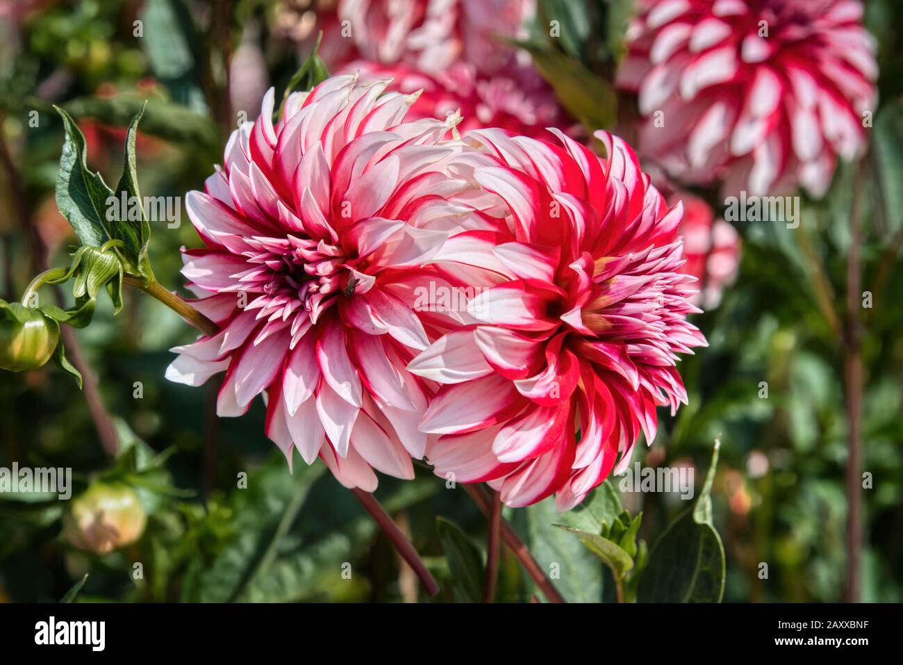 59+ Ist Die Dahlie Winterhart, Daher sind dahlia nicht winterhart und