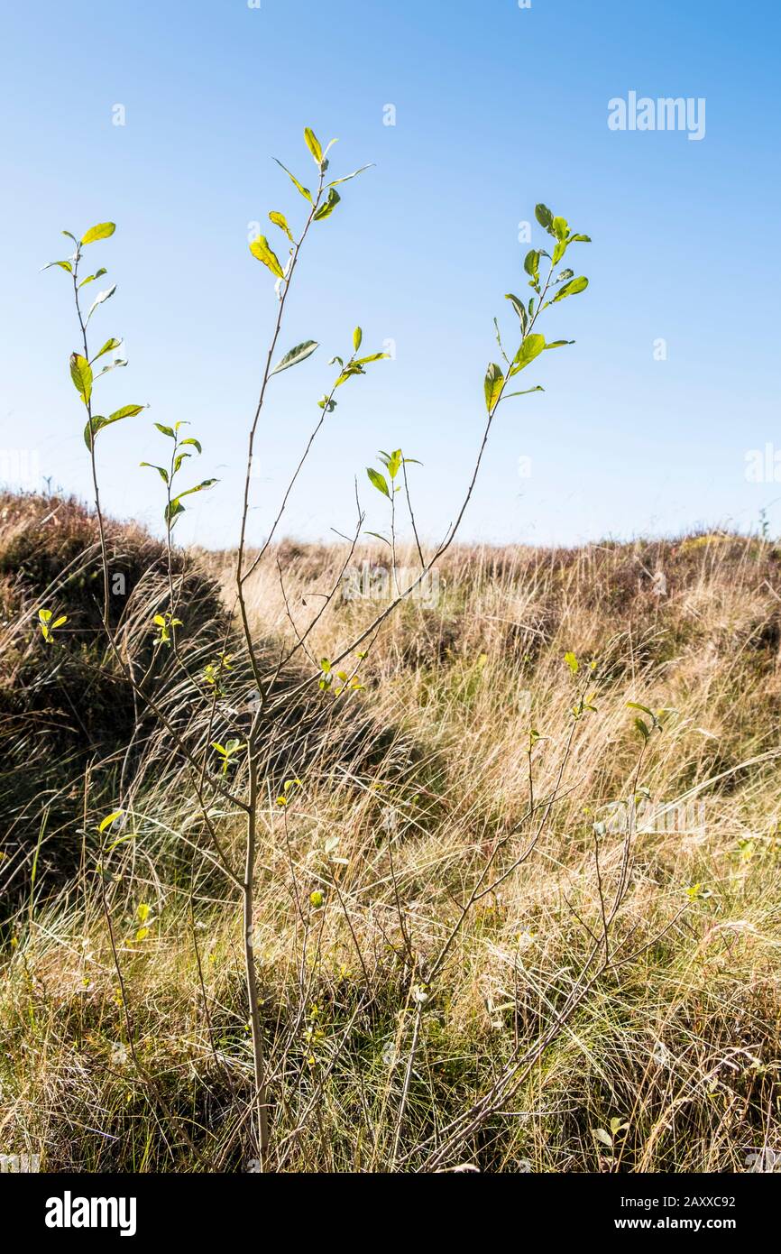 Junger Baum. Ein Absacken auf einem im Zusammenhang mit der Wiederherstellung des Moorgebietes auf Kinder Scout, Derbyshire, Peak District, England, Großbritannien gepflanzten Moorgebiet Stockfoto