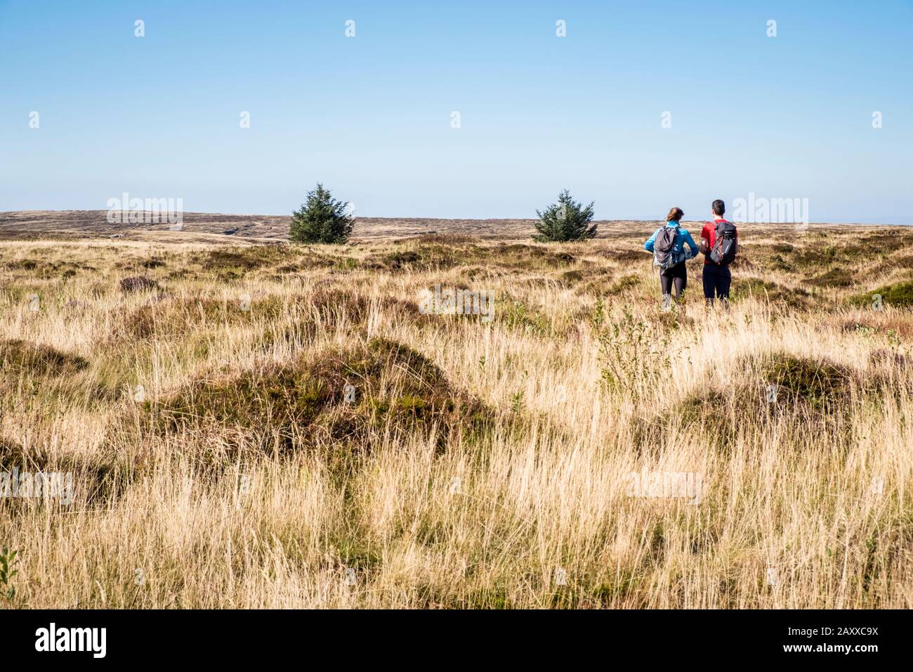 Zwei Spaziergänger auf restauriertem Moorgebiet, darunter neues Moorgras und Bäume, Kinder Scout, Derbyshire, Peak District, England, Großbritannien Stockfoto
