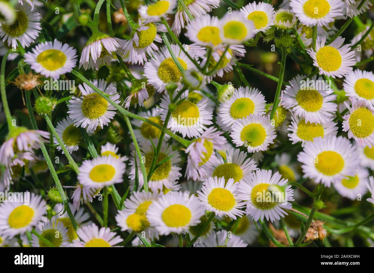 Hintergrund mit Gänseblümchen in Gruppe. Federkonzept Stockfoto
