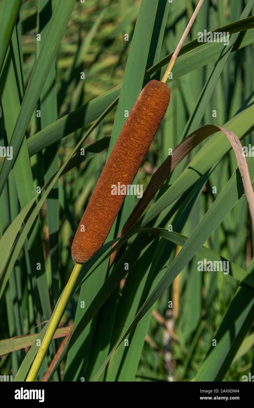 New Zealand Bulrush, oder Typha orientalis, ist eine typische Anlage, die die meisten NZ-Wasserstraßen anführt. Stockfoto