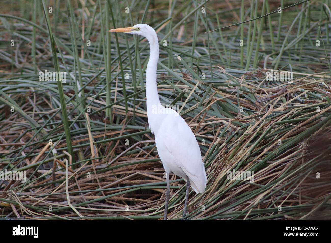 Wunderschönes weißes Egrett, das in der Nähe des Seeufers steht. Stockfoto