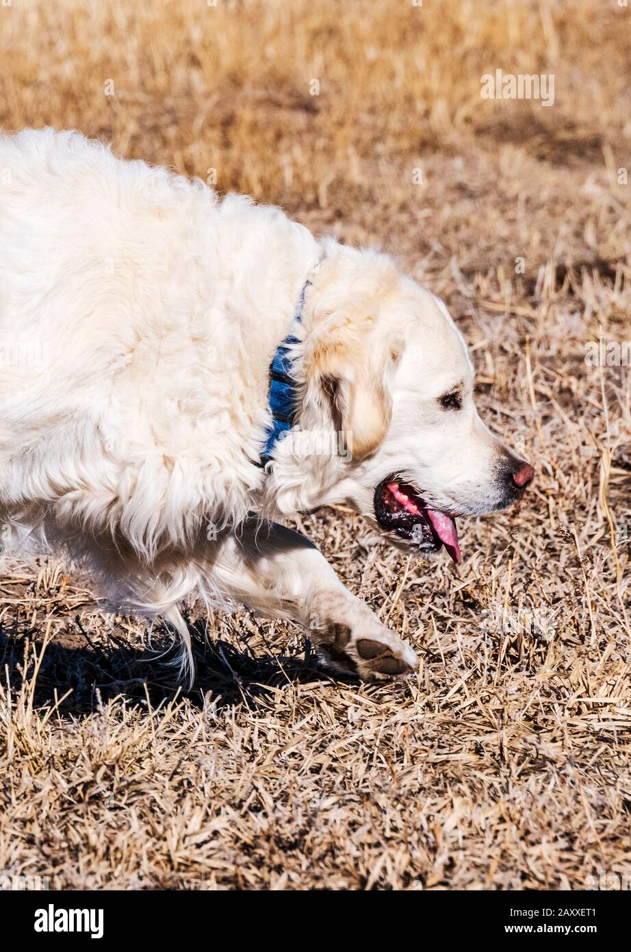 Nahaufnahme des platinfarbenen Golden Retriever Hundes, der auf einer zentralen Colorado Ranch, USA, läuft Stockfoto