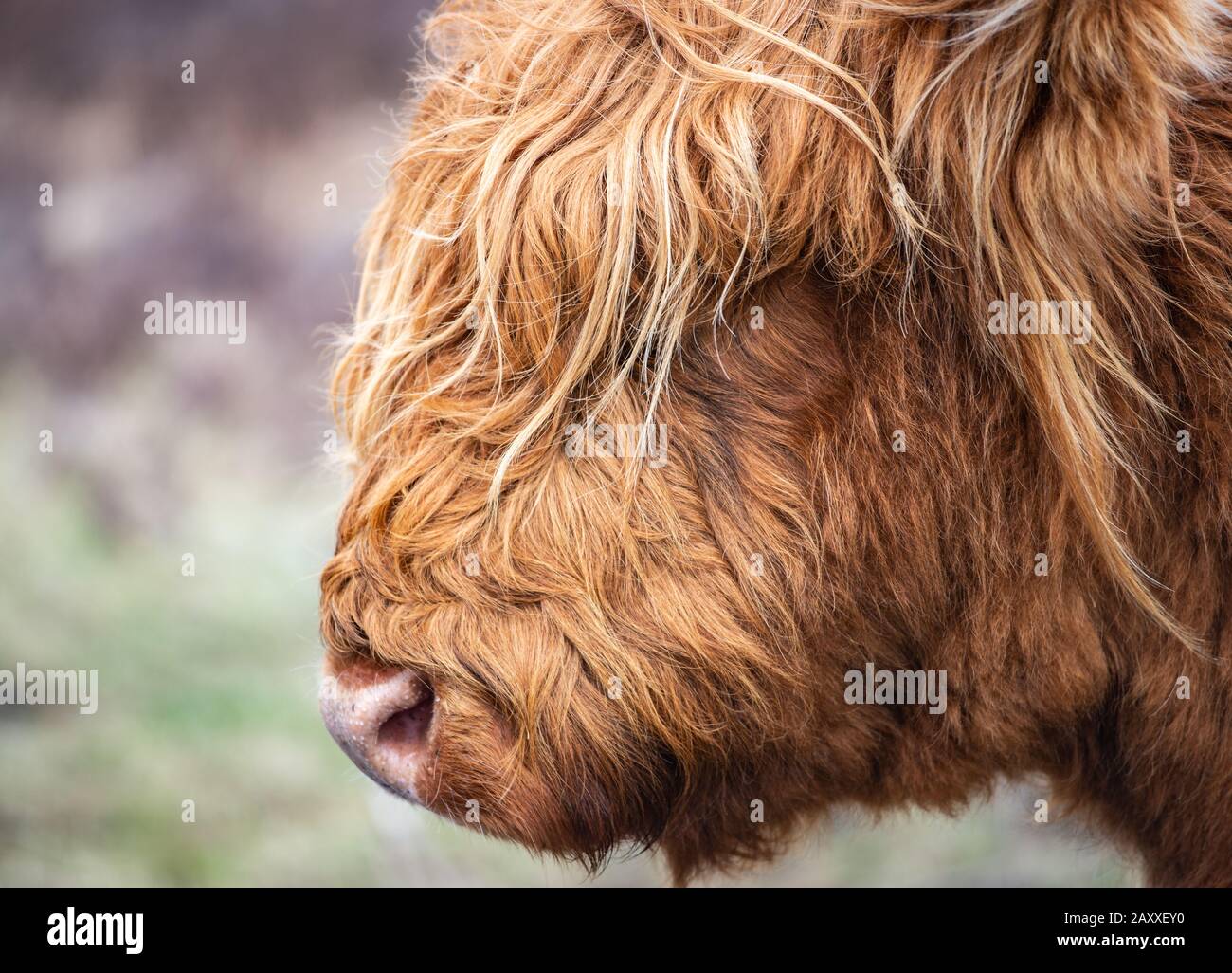 Highland Cattle Caw Gesicht Nahaufnahme Stockfoto