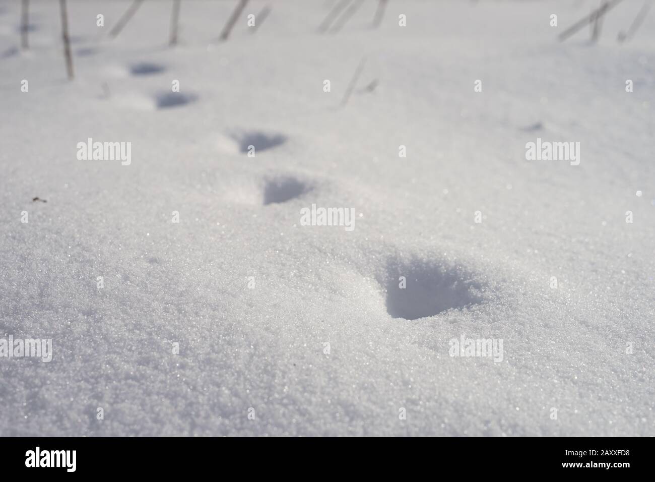 Tiefpfote in weißer Schneedecke. Winterfeld. Stockfoto