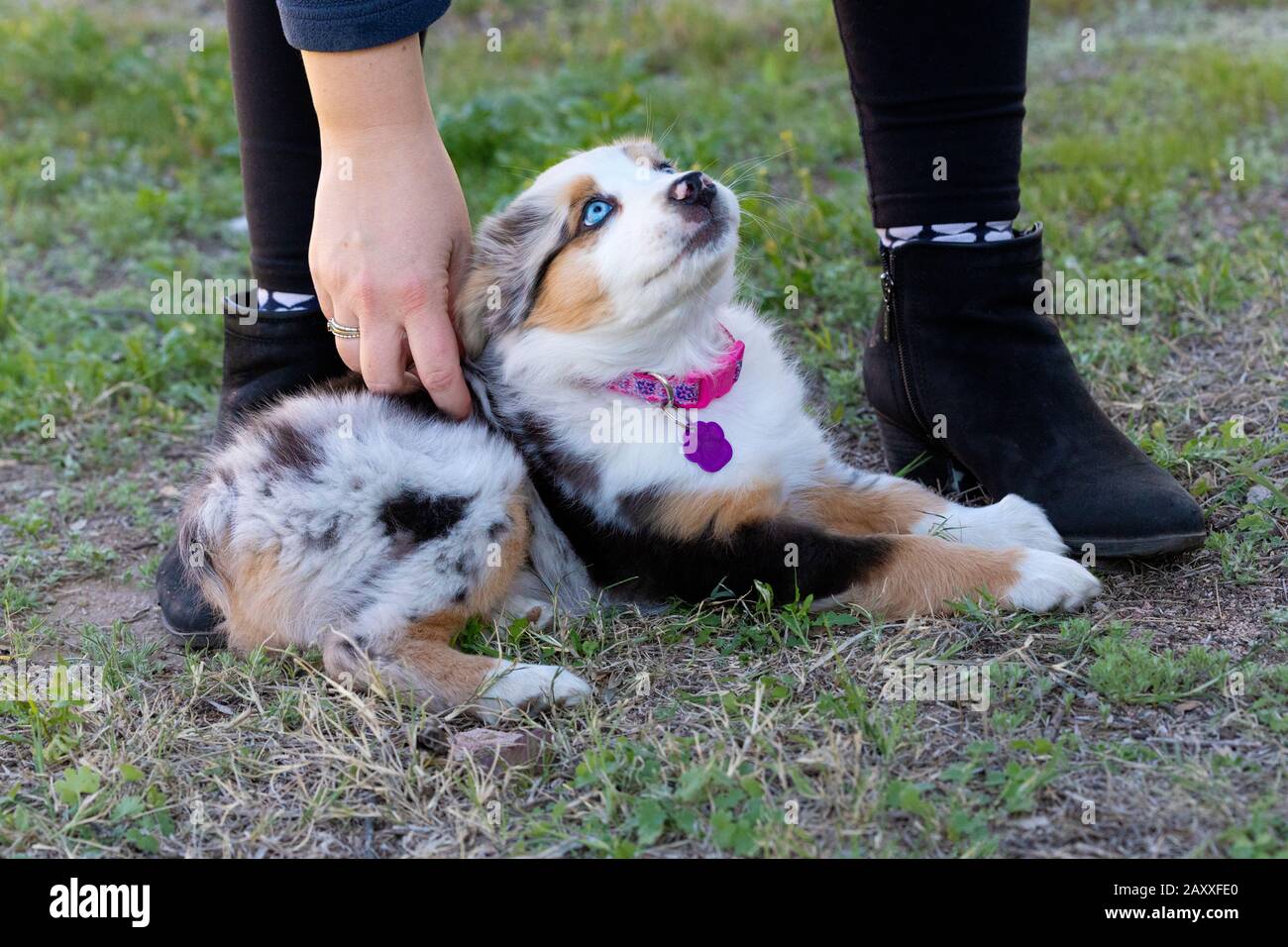 Australischer Shepherd Welpe zu Füßen ihres Besitzers. Stockfoto
