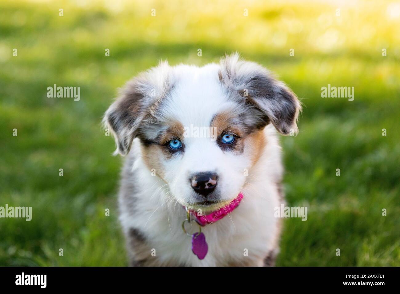 Australian Shepherd Welpen Stockfoto