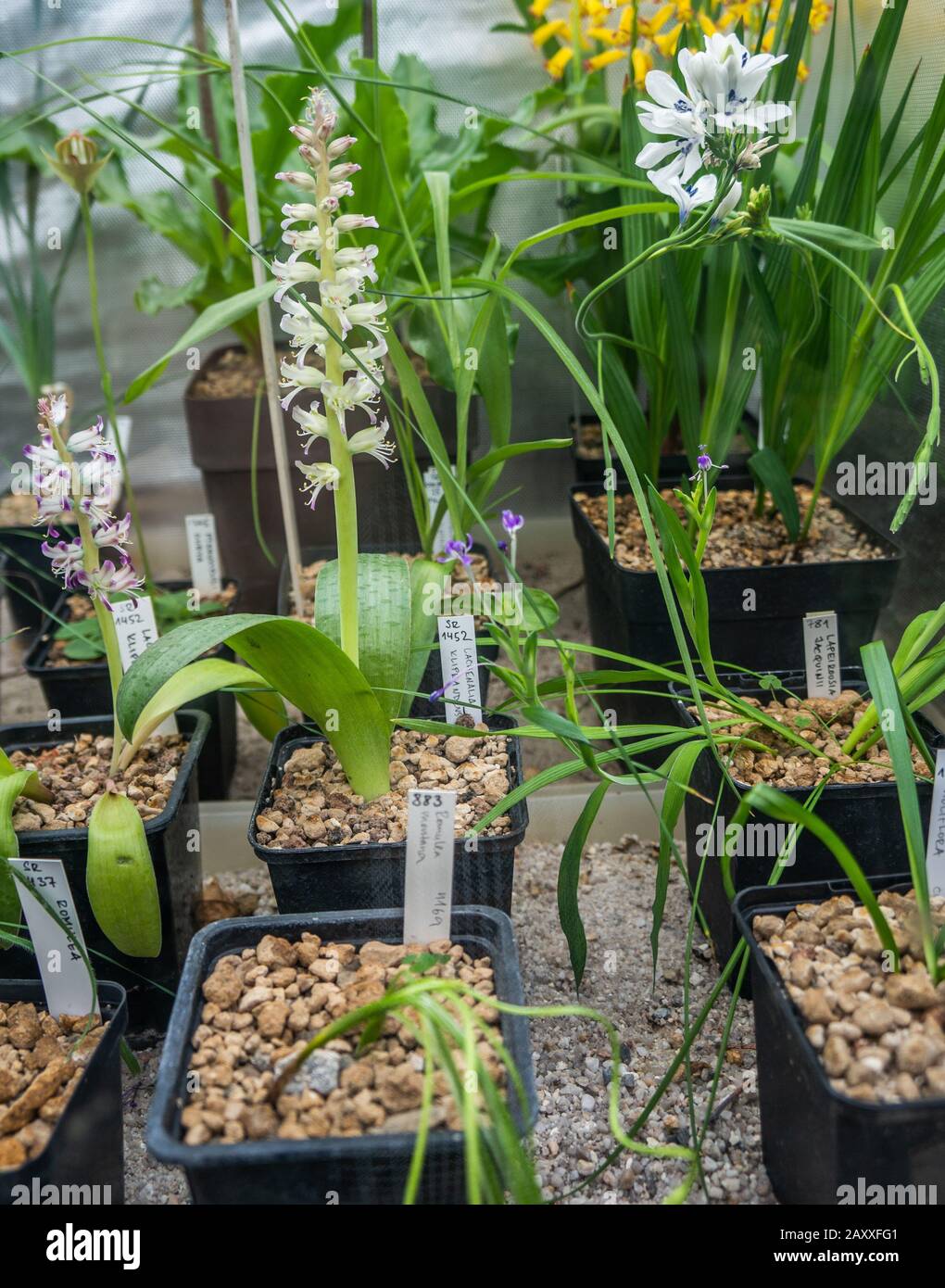 Grüne Pflanzen in schwarzen Plastiktöpfen in Reihen in einem Gewächshaus. Kunstlicht und Kulisse im Kultivierungszentrum. Weiße gelbe und violette Blumen Stockfoto