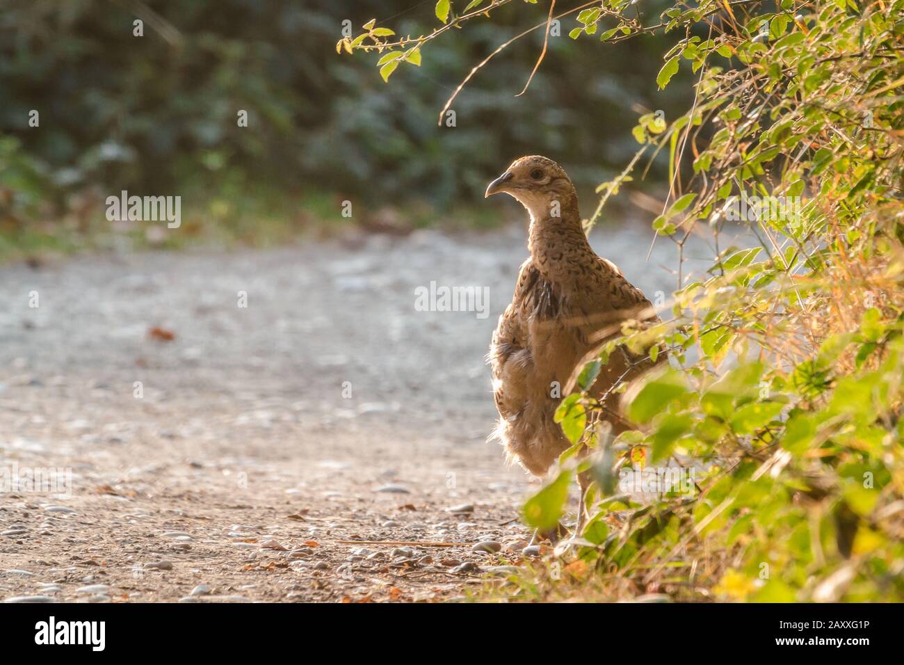 Ein weiblicher Fasan (Phasianus colchicus) Sitzt an einigen Büschen auf einem Pfad, der sich innen umschaut Das frühe Morgenlicht Stockfoto