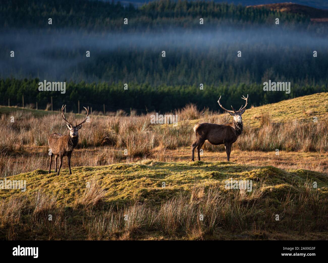 Highland Red Deer sticht in Sonnenschein, Stockfoto
