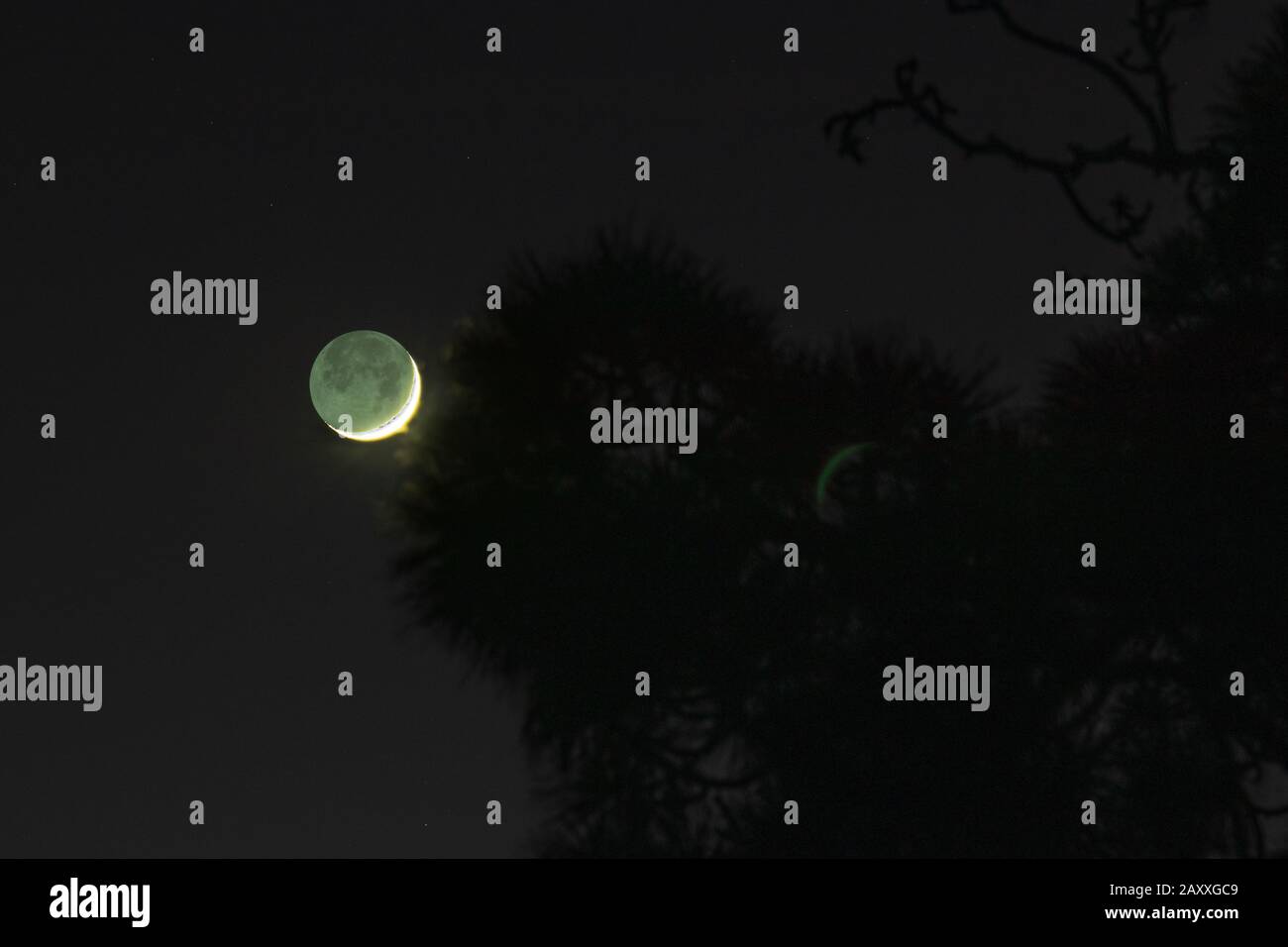 Der junge Mond nach Sonnenuntergang steigt zum Horizont herab und versteckt sich hinter den dichten Zweigen der Kiefer. Stockfoto