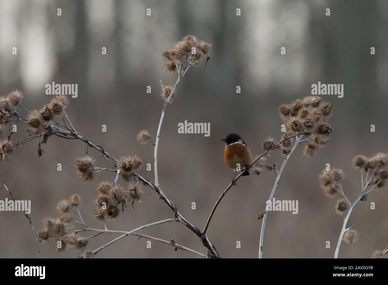 Ein männlicher Steinechat (Saxicola rubicola), der sich an einem frostigen Wintermorgen in Lakenheath Fen in Suffolk im Klett versteckt Stockfoto