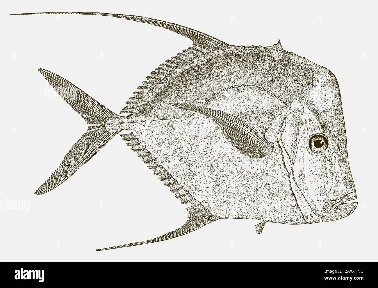 Blick auf selene Vomer, einen Fisch aus dem atlantischen Ozean in Seitenansicht Stock Vektor