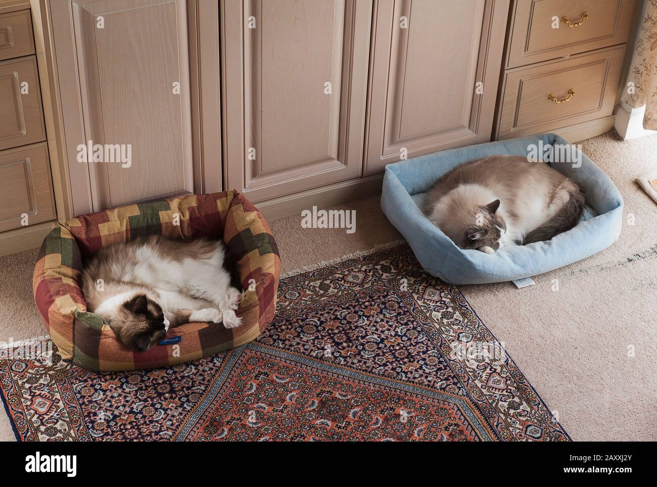 Zwei schläfrige Ragdoll-Katzen teilen sich Schlafräume, wenn die Menschen gegangen sind Stockfoto