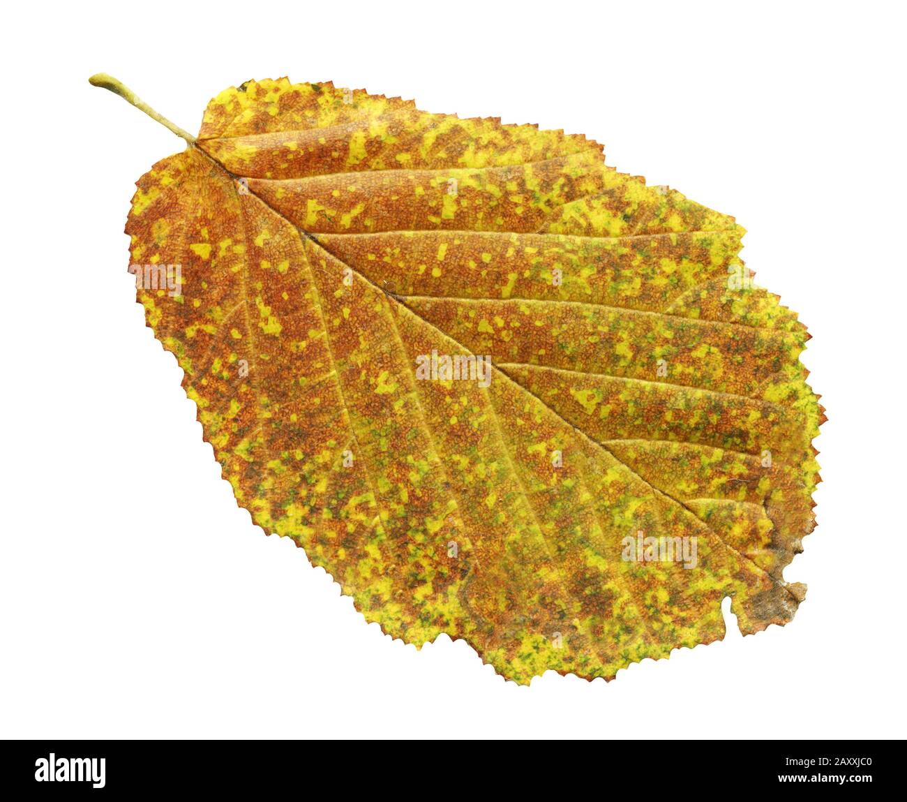 Erle gelbes Blatt isoliert auf weiß. Alnus glutinosa Herbstblatt isoliert Stockfoto