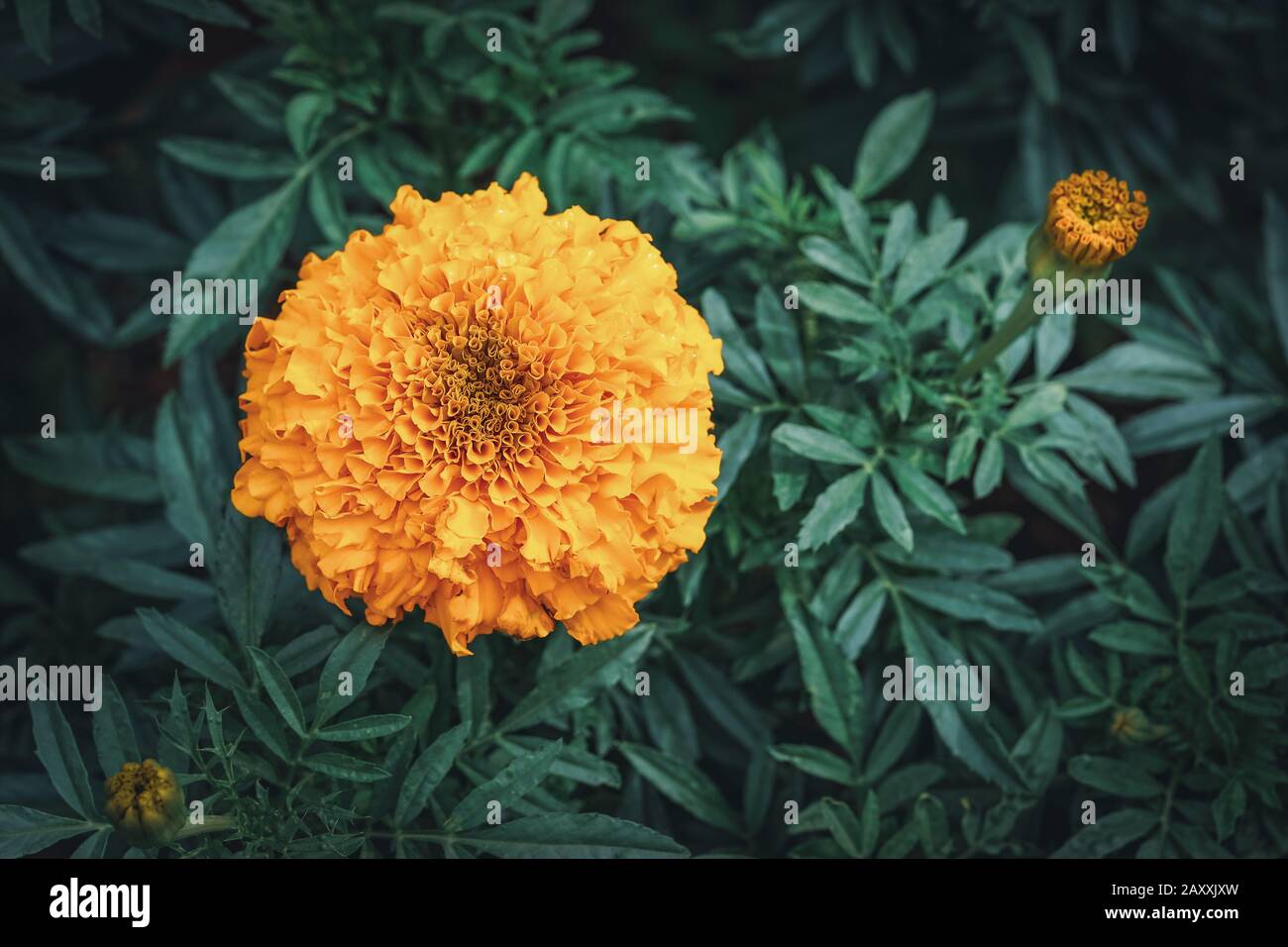 Orangefarbene Blume und Knospe der Tagetes erecta, die im Allgemeinen als afrikanischer Marigold bekannt ist Stockfoto