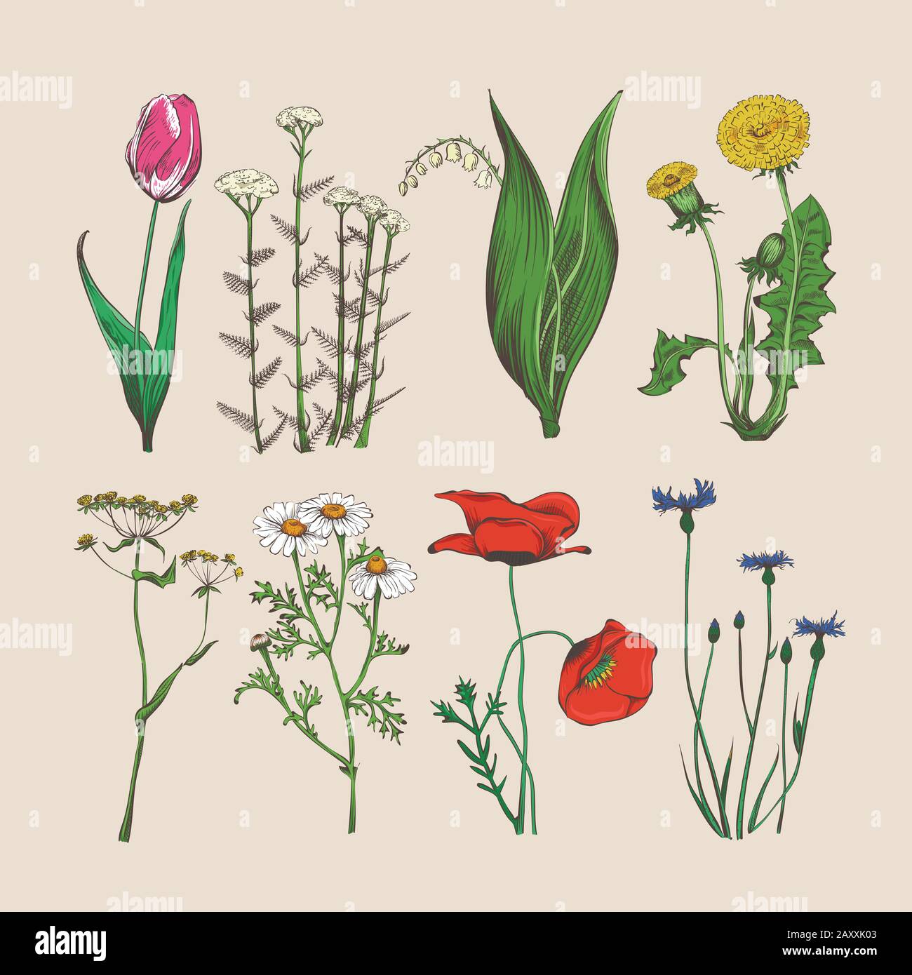 Alte Blumen und Kräuter. Abbildung: Handgezeichnete Blumen und Kräuter von Vector Stock Vektor