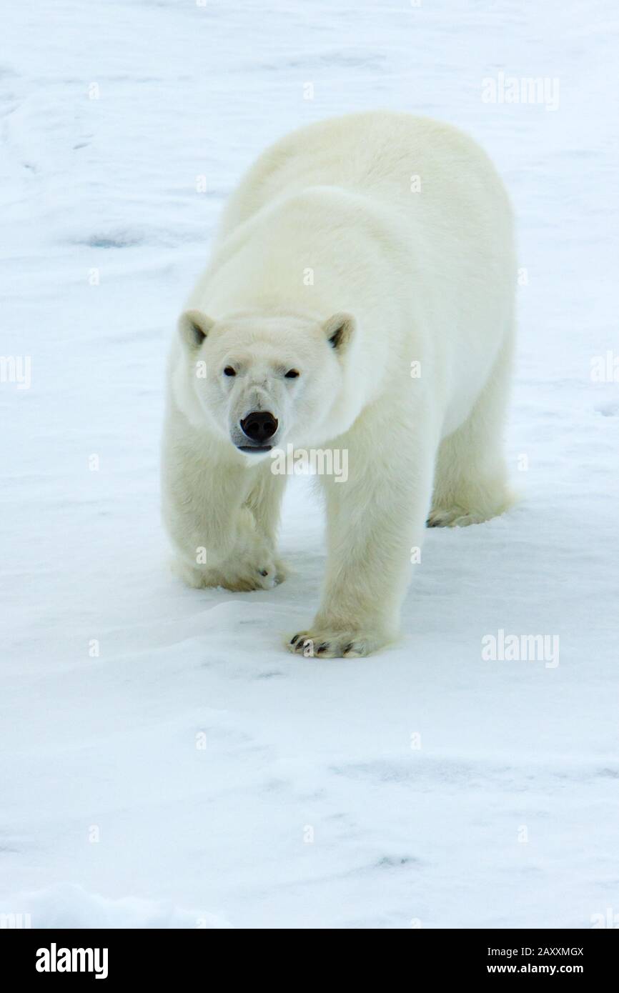 Eisbär Ursus maritimus auf dem Meereis um Spitzbergen, Norwegen Stockfoto