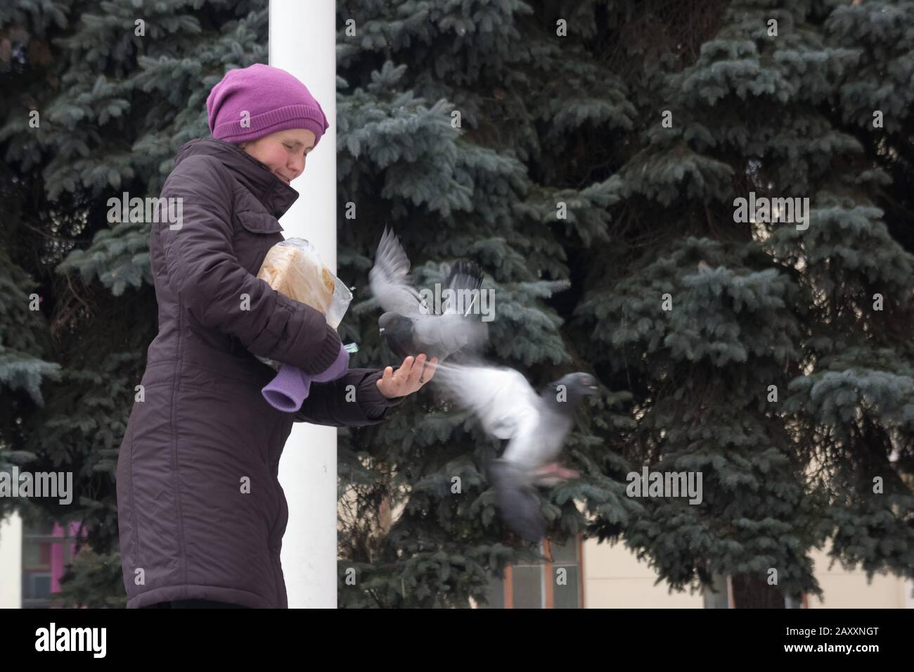 Ukraine. Januar 2016. Frau füttert Tauben mit Brot in den Händen Stockfoto