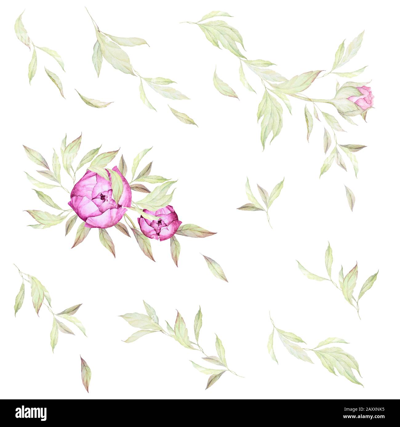 Wasserfarben-Blumen-Set. Luxus-Ponys. Einrichtung Für Hochzeitseinladungen. Luxuriöse Pinkblüte, Knospen, Blätter, Zweige. Vorgefertigte Kompositionen. Weißer Hintergrund. Stockfoto
