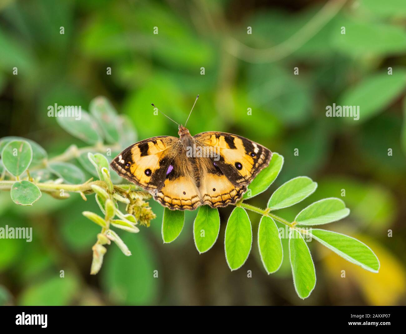 Das Chinnar Wildlife Sanctuary ist ein einzigartiges Schutzgebiet in der Regenschattenregion von Western Ghats Stockfoto