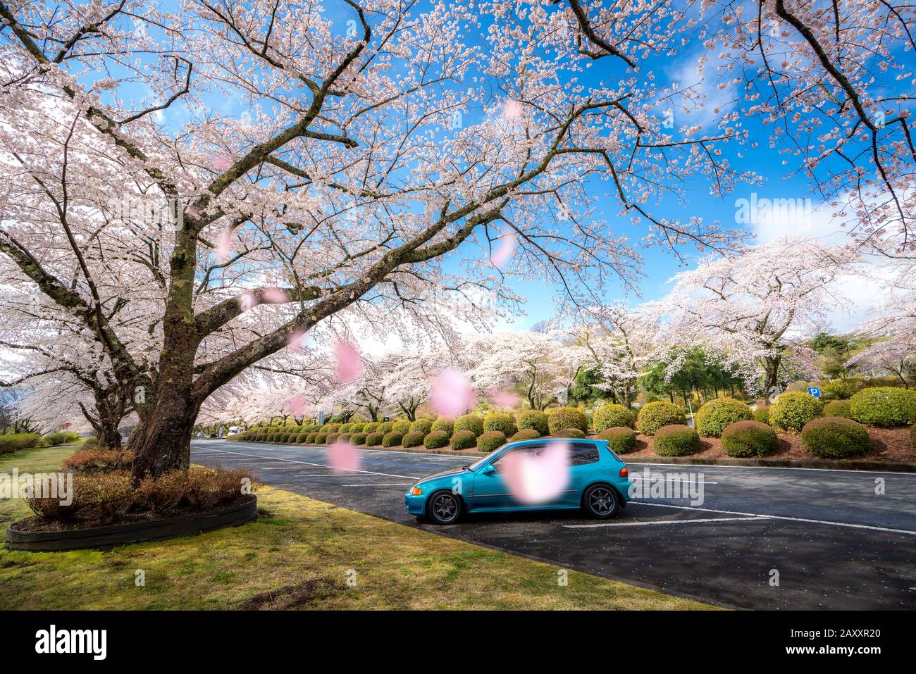 Wunderschöne Aussicht auf Cherry Blossom tunnel im Frühling Saison im April auf beiden Seiten der Autobahn in der Präfektur Shizuoka Prefecture, Japan. Stockfoto