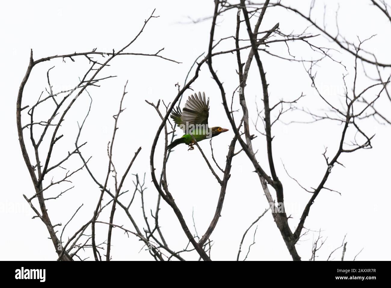 White Cheeked Barbet, Chinnar Wildlife Sanctuary ist ein einzigartiges Schutzgebiet in der Regenschattenregion am östlichen Hang von Western Ghats Stockfoto