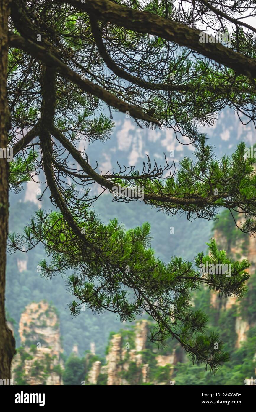 Nahaufnahme eines Kiefernbaums, der zwischen den Tianzi-Bergen im Zhangjiajie-Nationalpark wächst, berühmter Touristenattraktion, Wulingyuan, Provinz Hunan, China Stockfoto