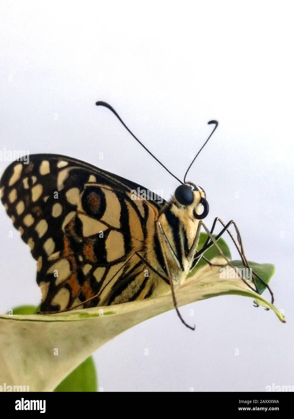 Se Begegnung zwischen einer menschlichen Hand und einem Schmetterling,  Welt ist voller magischer Dinge, im Netz des Lebens sind wir durch Vibration  miteinander verbunden Stockfotografie - Alamy