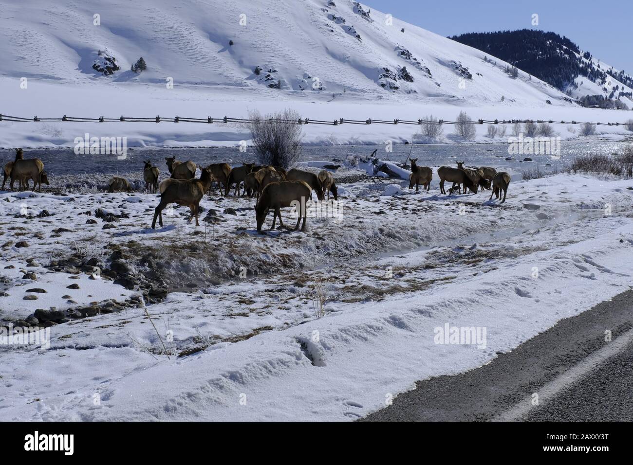 Elk entlang des Salmon River in der Nähe von Stanley, Idaho Stockfoto