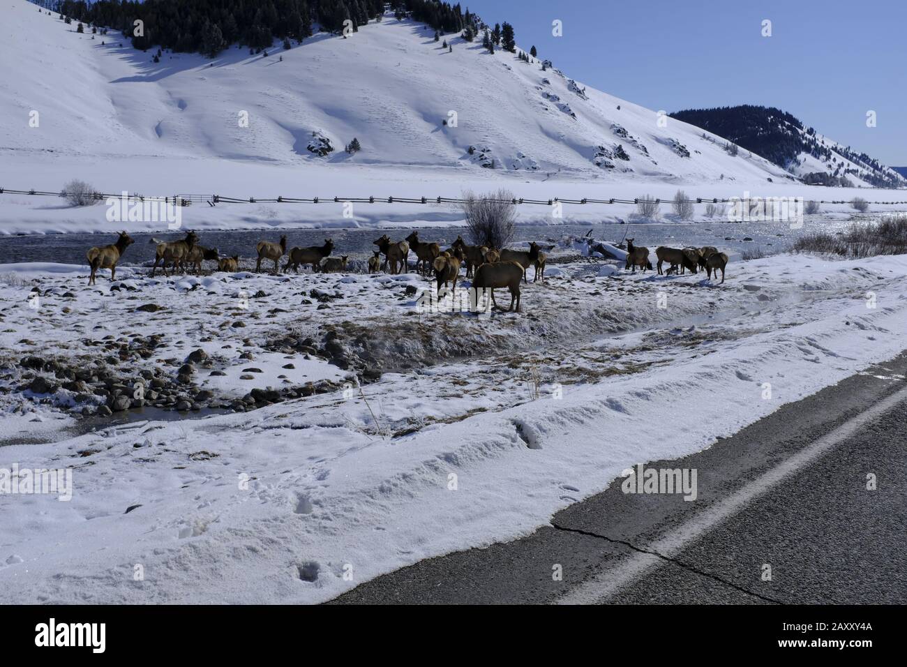 Elk entlang des Salmon River in der Nähe von Stanley, Idaho Stockfoto