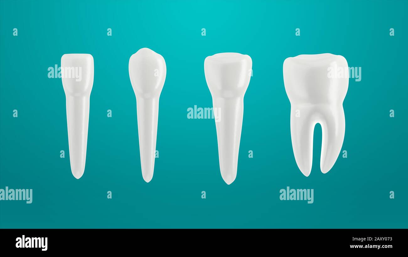 Zähne isoliert auf grünem Hintergrund. In einer Reihe angeordnet. 3D-Abbildung. Inzisor, kaninischer Prämolar und Molar. Stockfoto