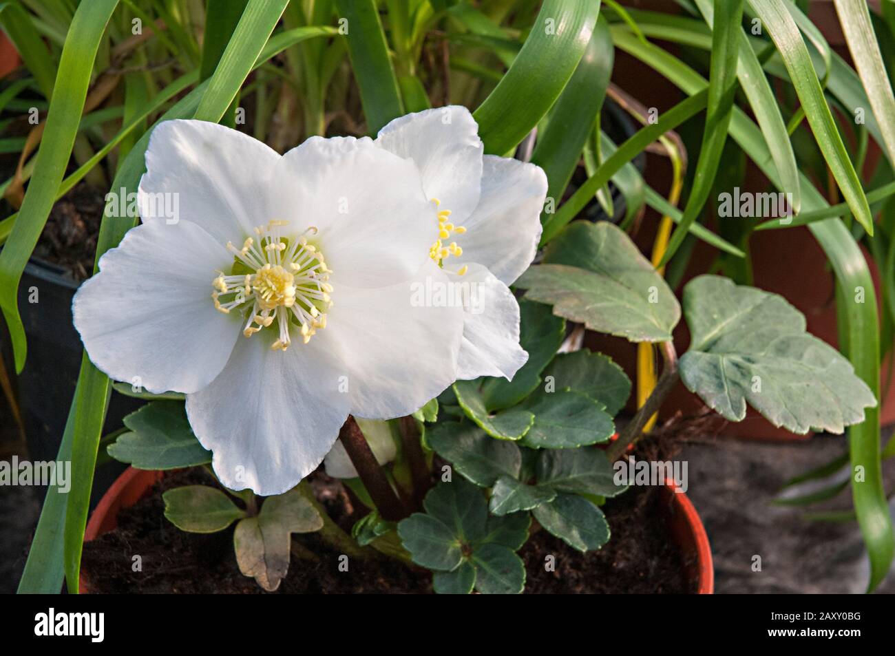 Helleborus niger Weihnachts-Rose mit weißen Blumen. Blütezeit vom frühen Winter bis zum frühen Frühling Ideal für Wald- oder Strauchrandbeete Stockfoto