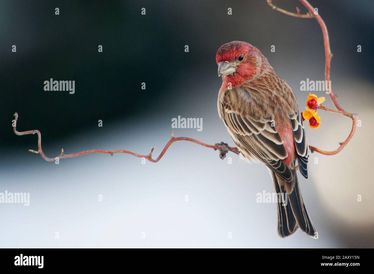Hausfink thront im Winter auf orientalischer bittersüßer Rebe Stockfoto