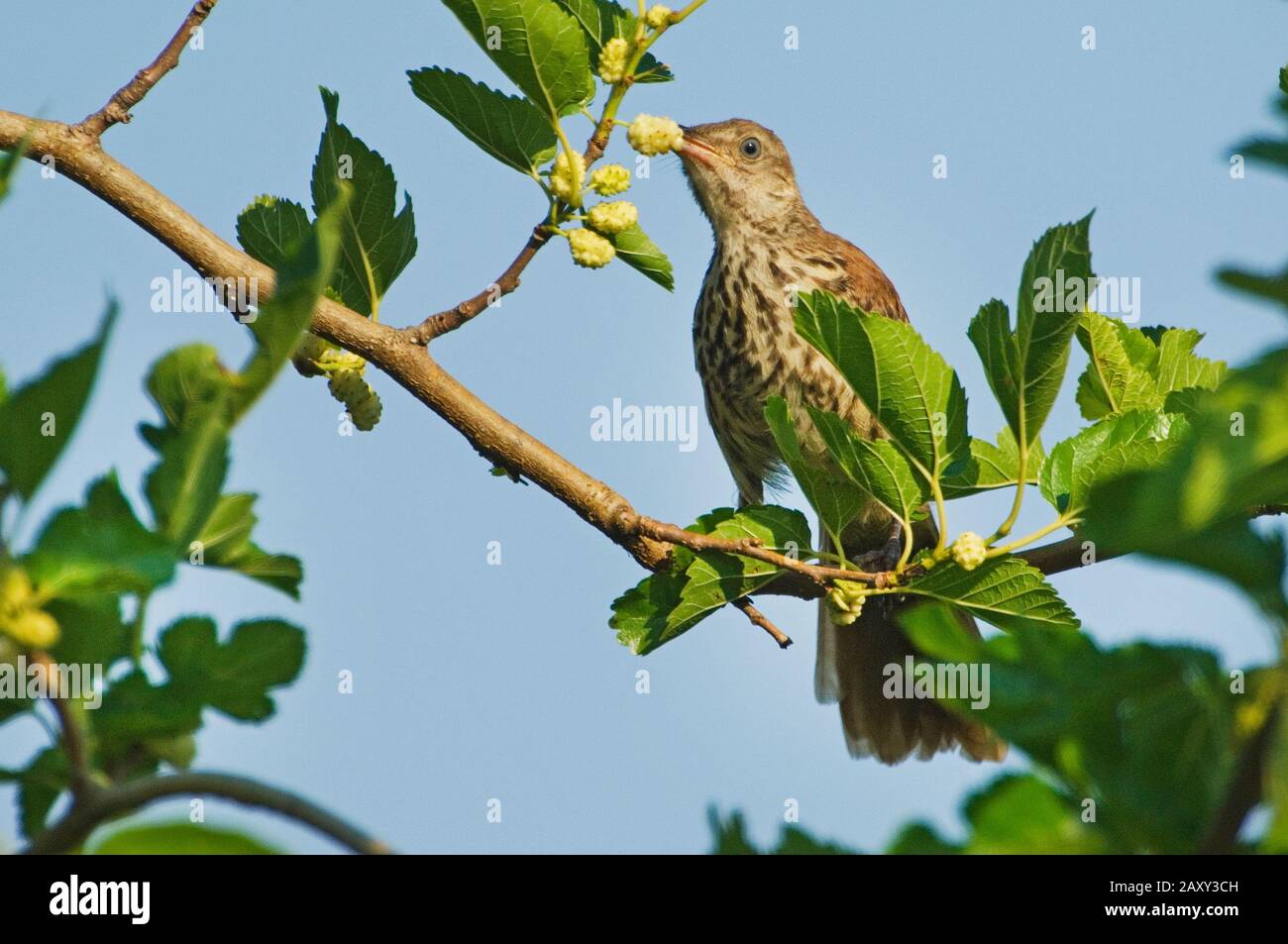 Brauner thrasher, der in Maulbeerbaum fortert Stockfoto