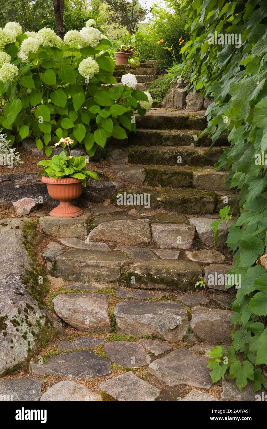 Steinweg und natürliche Steinstufen durch Klettern Vitis - Vines und Hydrangea "Limelight" Strauch im Garten im Garten im Sommer begrenzt. Stockfoto
