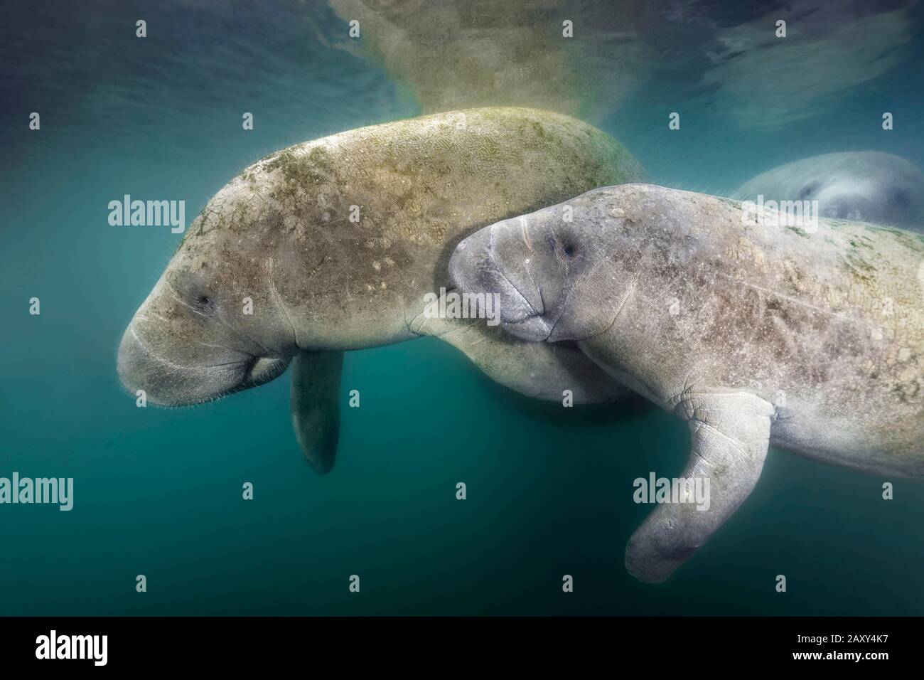 Westindische Manatee (Trichechus manatus), Pair, Three Sisters Springs, Manatee Conservation Area, Crystal River, Florida, USA Stockfoto