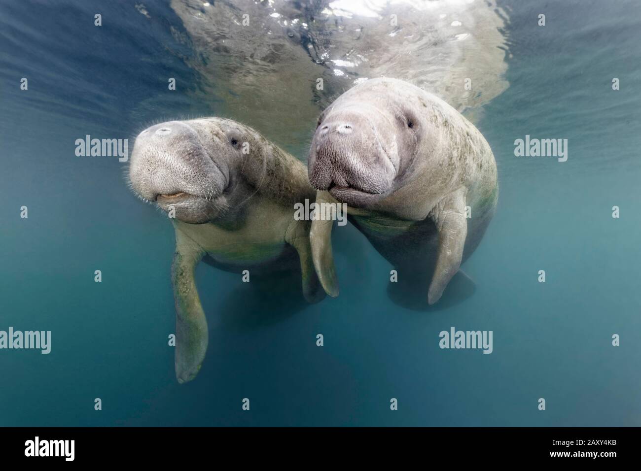 Pair West Indian Manatees (Trichechus manatus), Three Sisters Springs, Manatee Sanctuary, Crystal River, Florida, USA Stockfoto