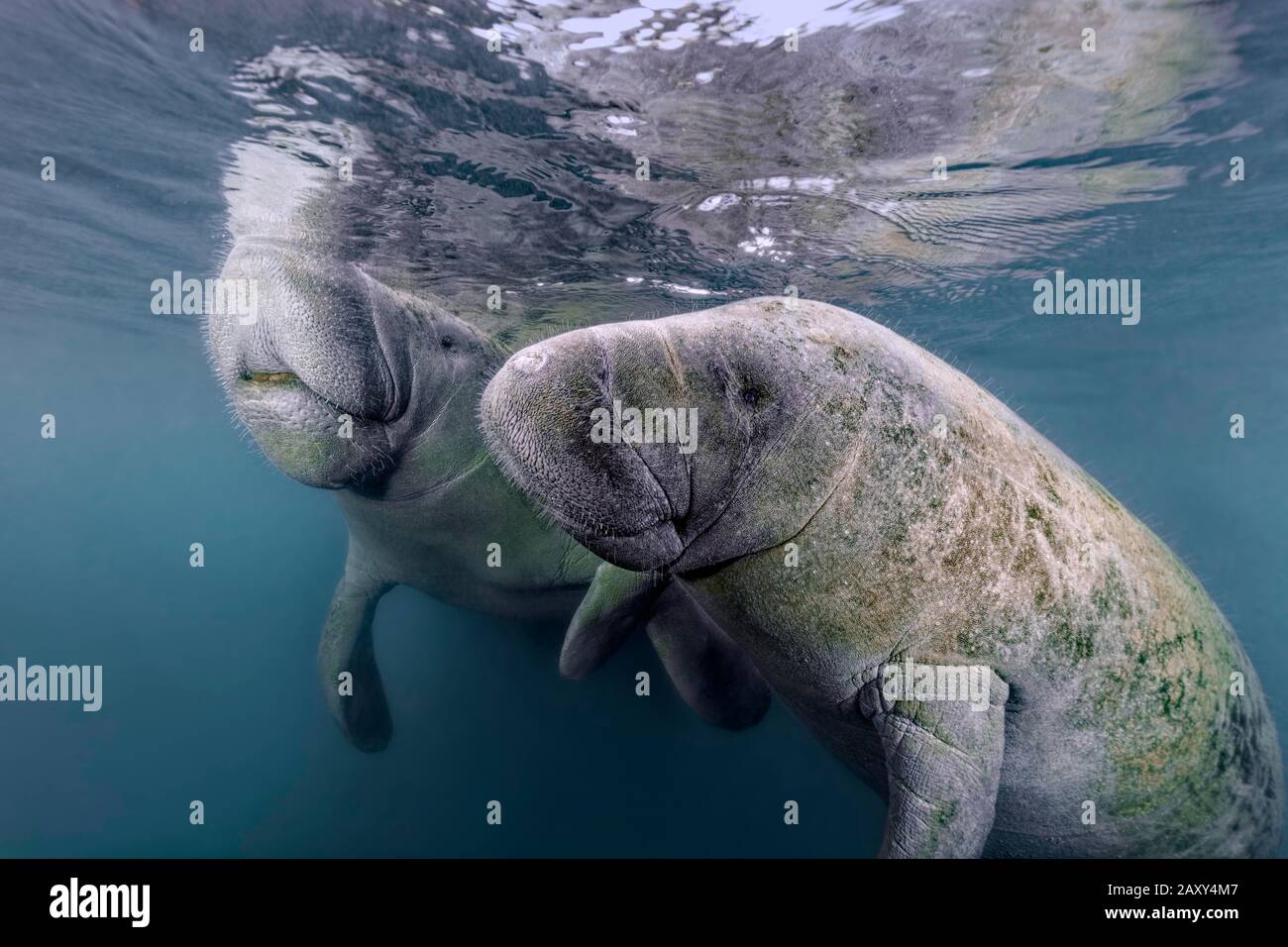 Pair West Indian Manatees (Trichechus manatus), Three Sisters Springs, Manatee Sanctuary, Crystal River, Florida, USA Stockfoto